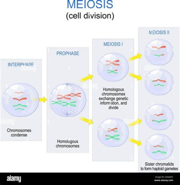 What type of cells reproduce by meiosis