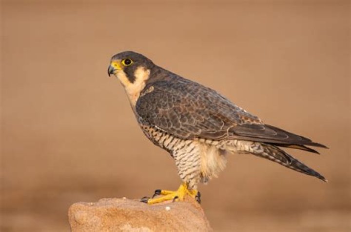 What type of falcons are in Southern California?