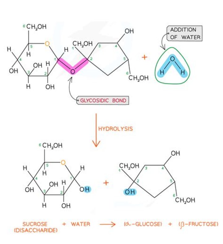 What type of glycosidic bond is sucrose?
