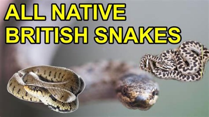 What type of snakes live in Cyprus?