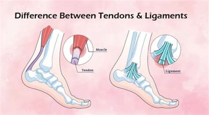 What type of tissue are tendons made of