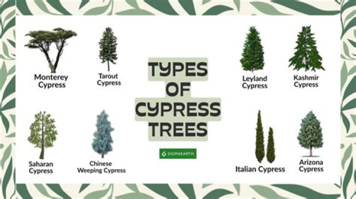 What type of tree is the lone cypress
