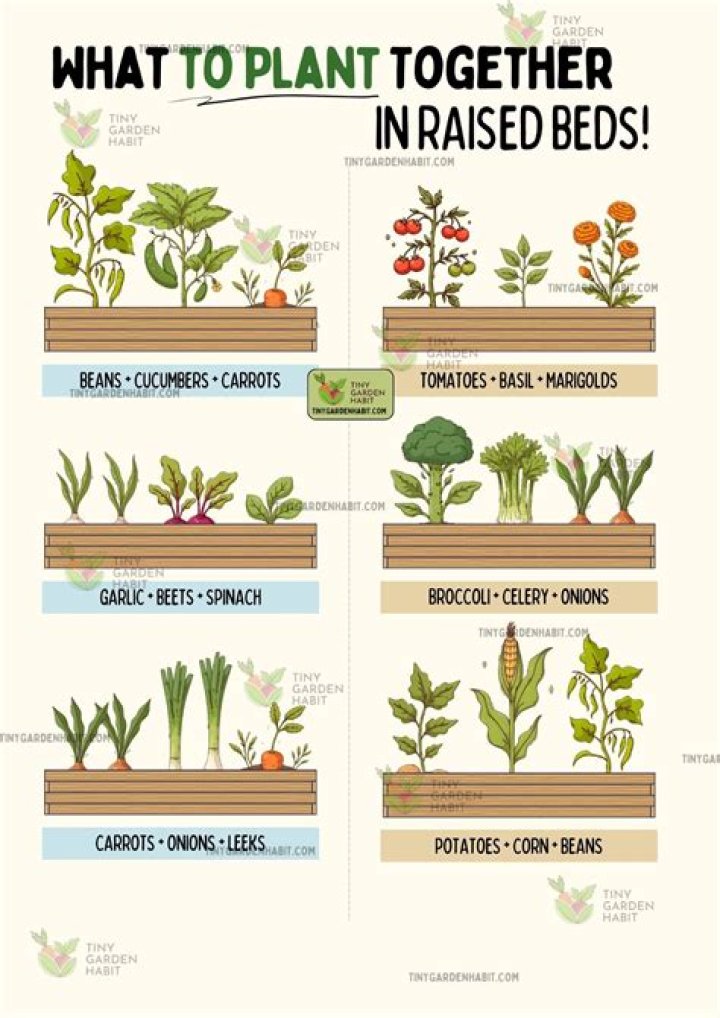 What vegetables can grow together in a raised bed?