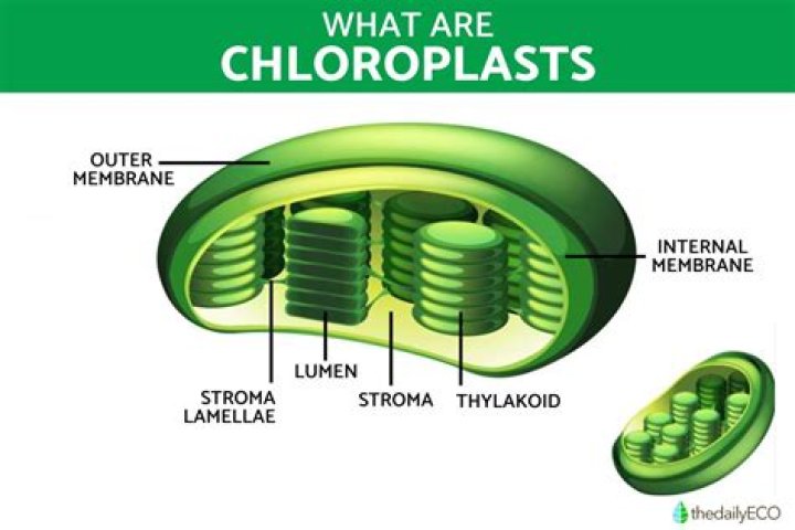 What would a chloroplast be in a city?