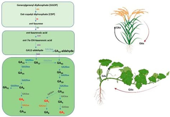 What would happen if gibberellins are applied to cabbage plant