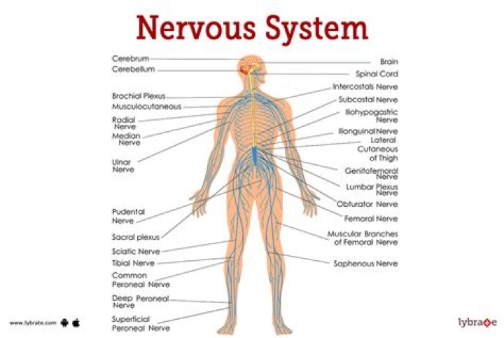 What you need to know about the nervous system