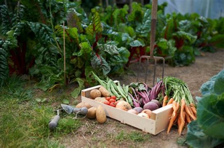 Whats best to grow on an allotment