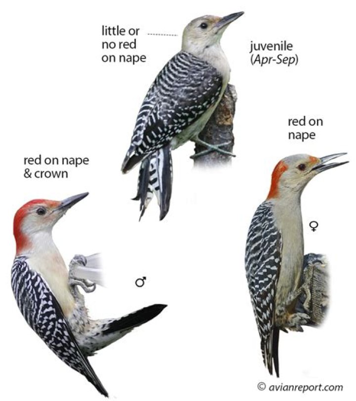 Whats the difference between a red headed woodpecker and a red bellied woodpecker