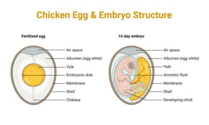 When a chick breaks through the egg is it a?