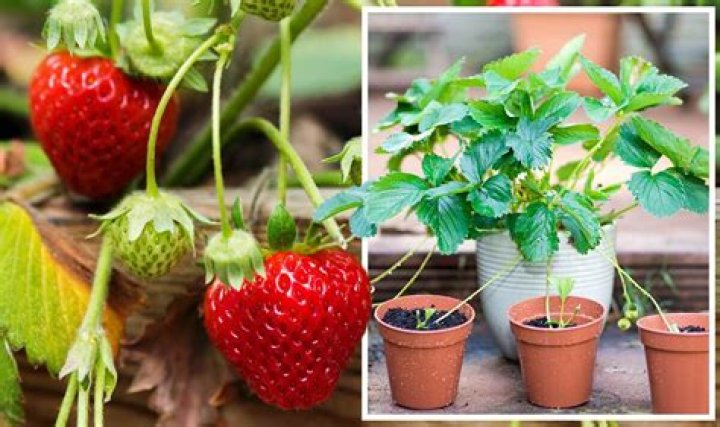 When can I move strawberry plants UK