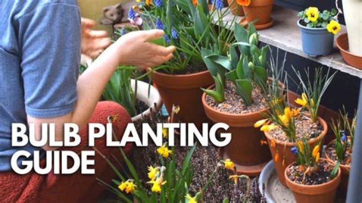 When should I plant bulbs in Adelaide?