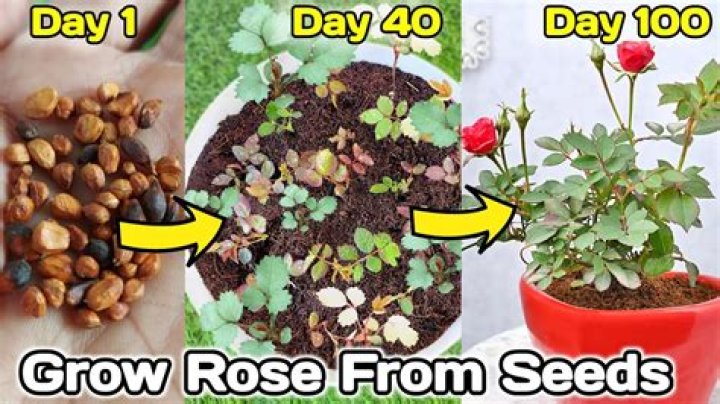 When should I plant Rock Rose seeds