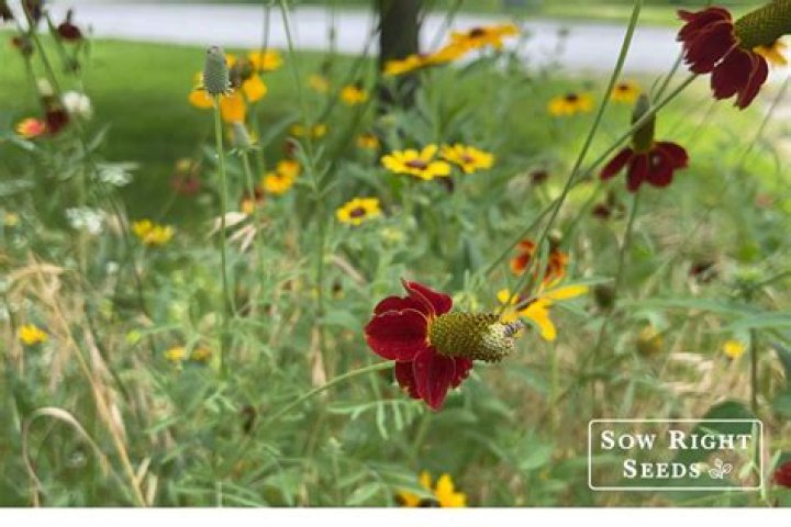 When should I plant wildflower seeds in Texas