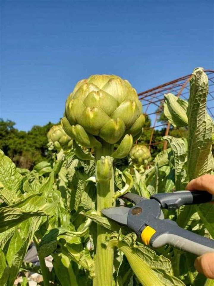 When should you pick artichokes?