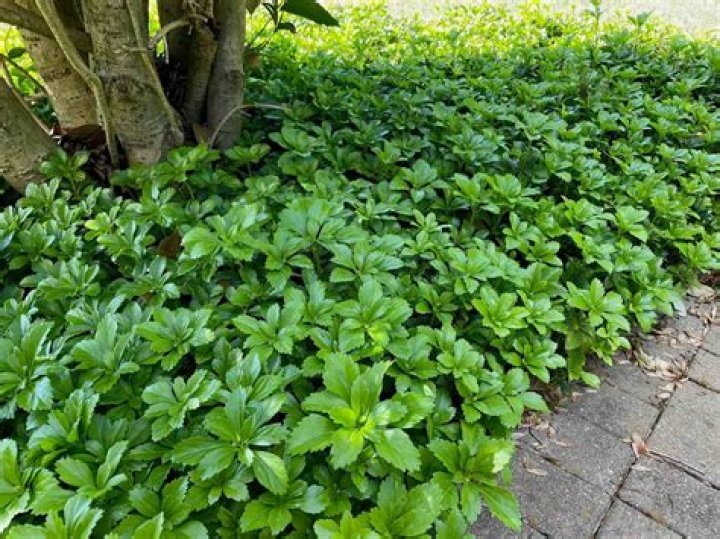 When should you plant pachysandra?