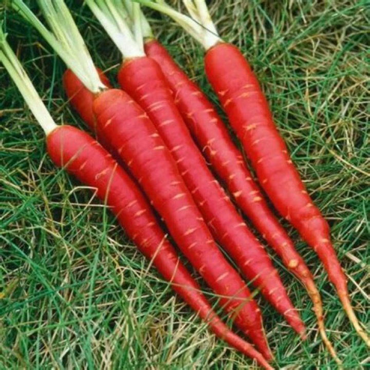 When to plant red Samurai Carrots?