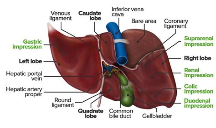 Where are hepatic lymph nodes located?