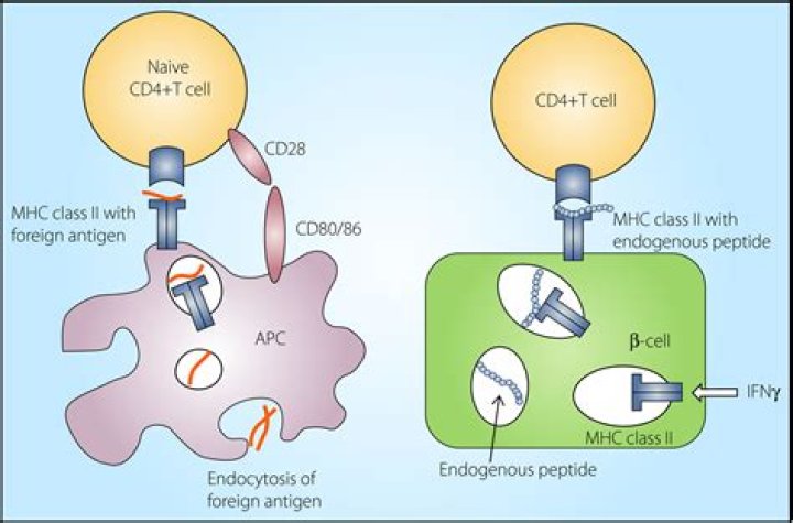 Where are MHC molecules made?