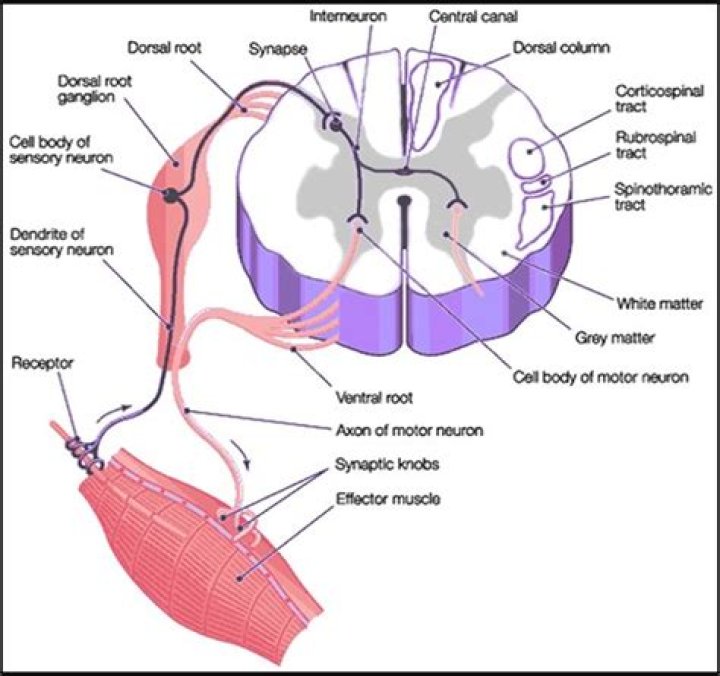 Where are the cell bodies of somatic motor neurons?