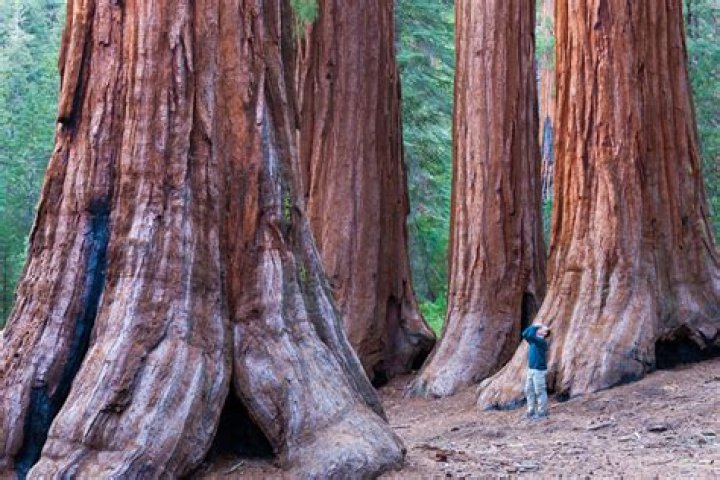 Where are the tallest redwoods located