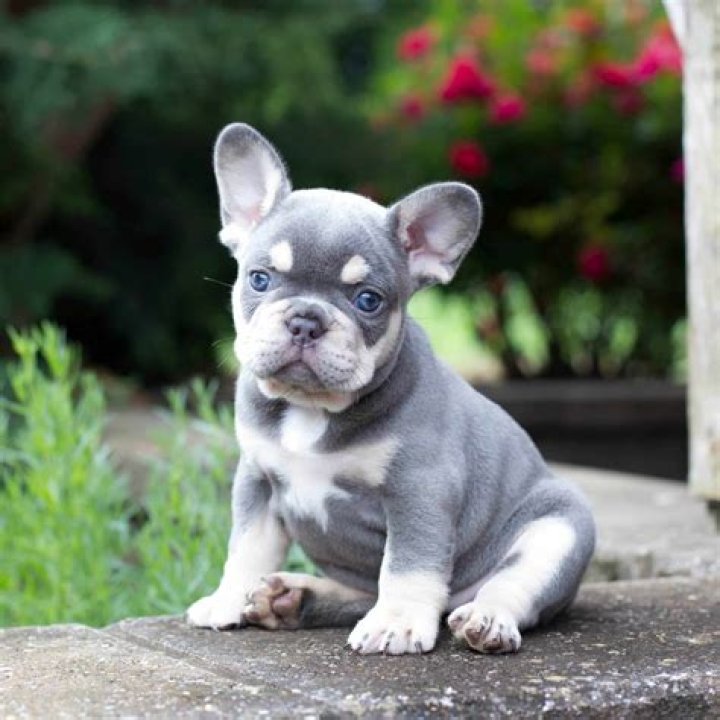 Where can I get a cheap French bulldog?