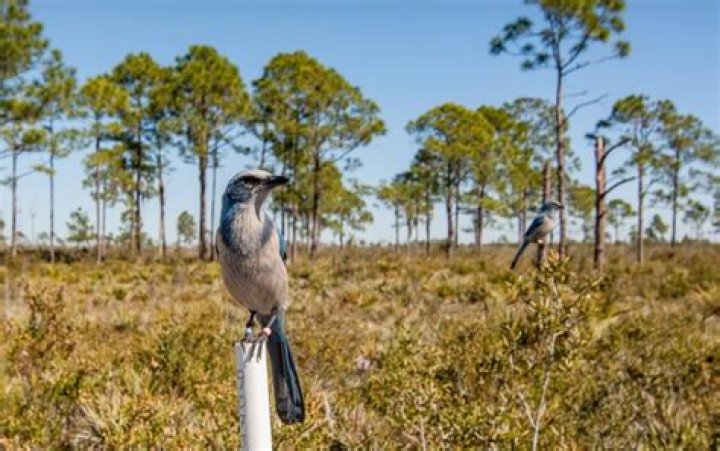 Where can I see Florida scrub jays?