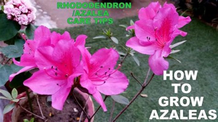 Where do azalea flowers grow