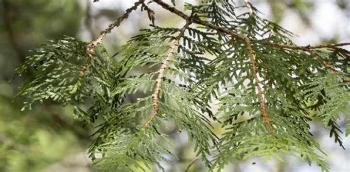 Where does Atlas cedar grow?
