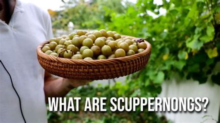 Where does it say Scuppernongs in To Kill a Mockingbird?