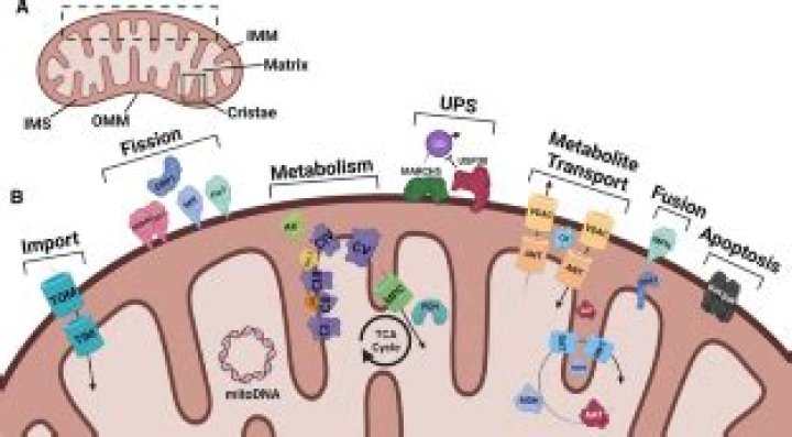 Where does protein synthesis take place in mitochondria?