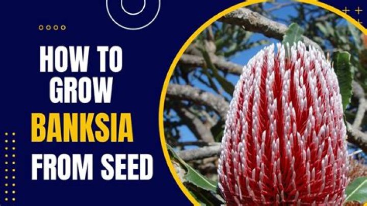 Where does the Banksia plant grow?