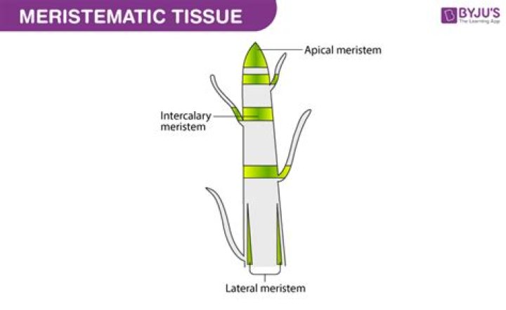 Where is meristematic tissue located