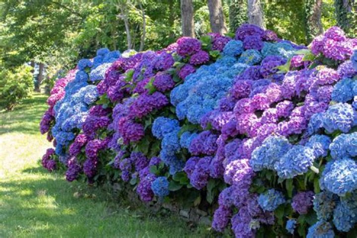 Where is the best place to plant a hydrangea in Florida?