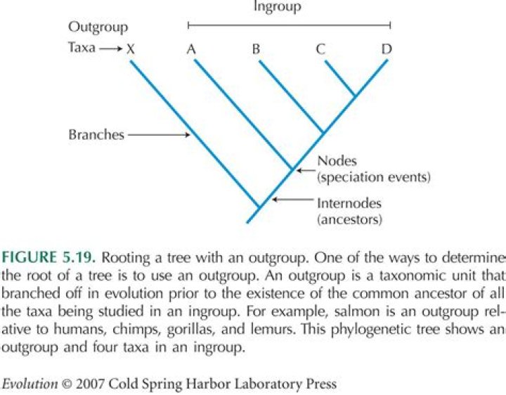 Where is the outgroup on a phylogenetic tree?