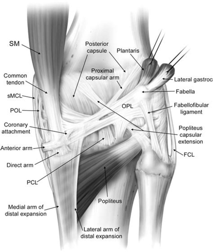 Where is the posteromedial knee?