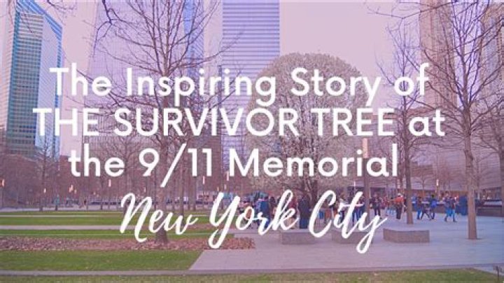 Where is the tree that survived 9 11?