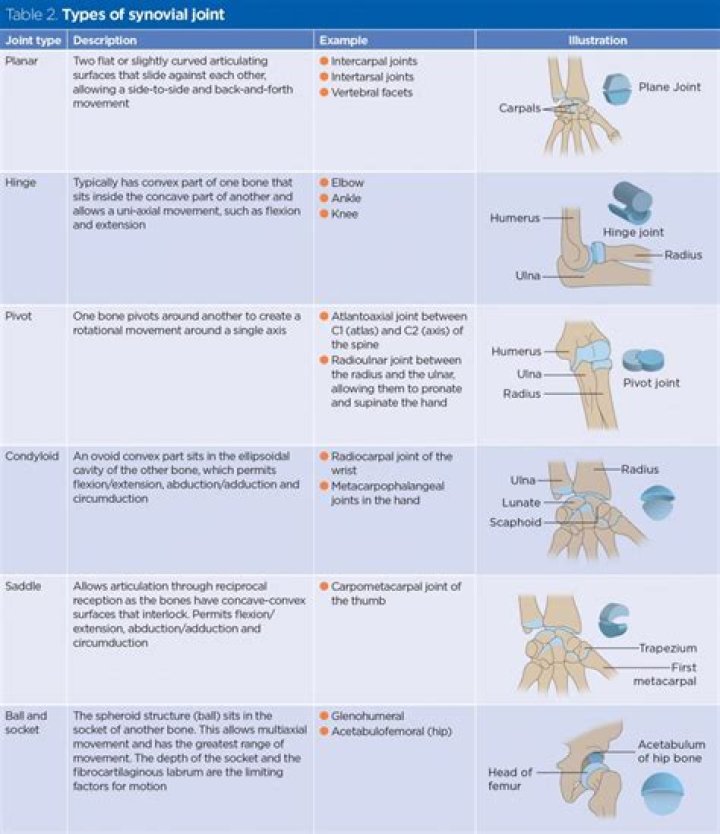 Which joints permit the widest range of movement?