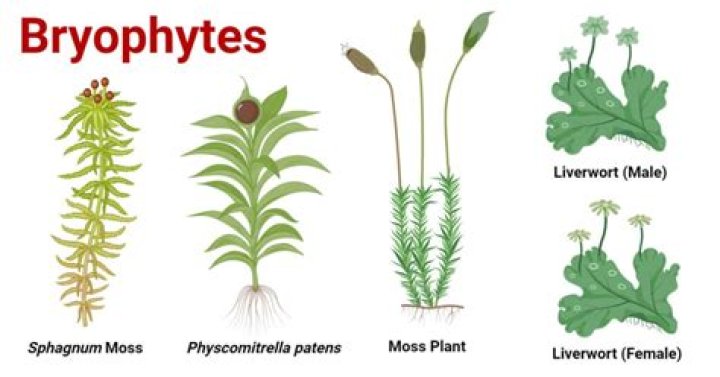 Which moss is a bryophyte?