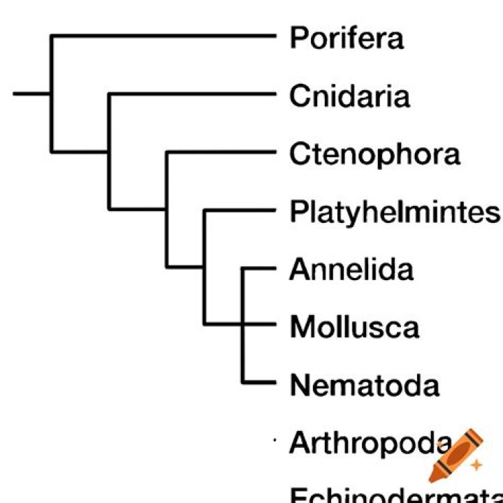 Which of the following is an example of Chaetognatha?