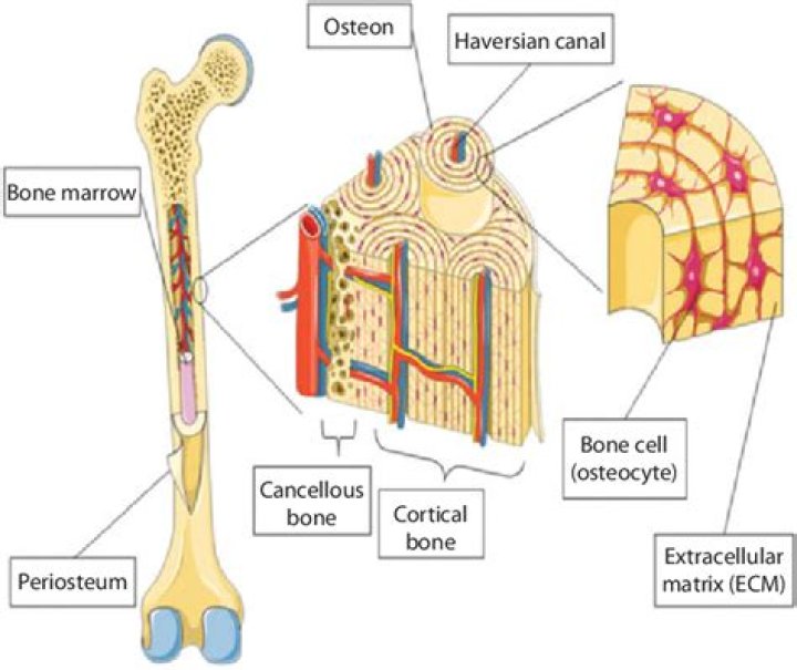 Which part of a bone contains bone tissue