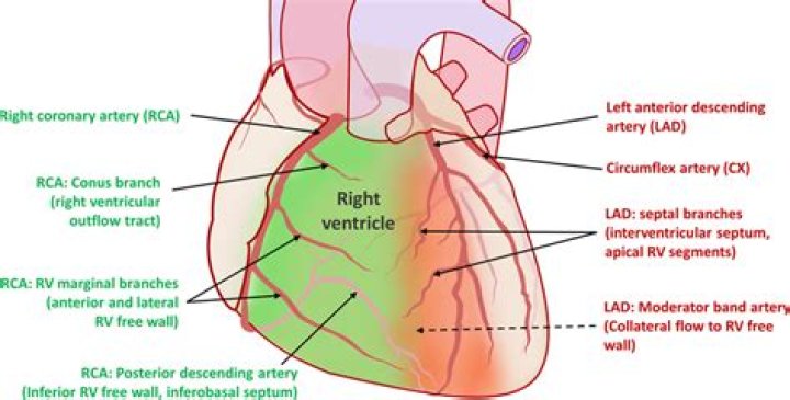 Which part of the heart forms the lateral border
