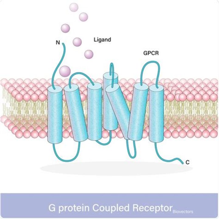 Which receptors are G protein coupled?
