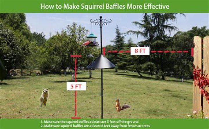Which squirrel baffle works best?