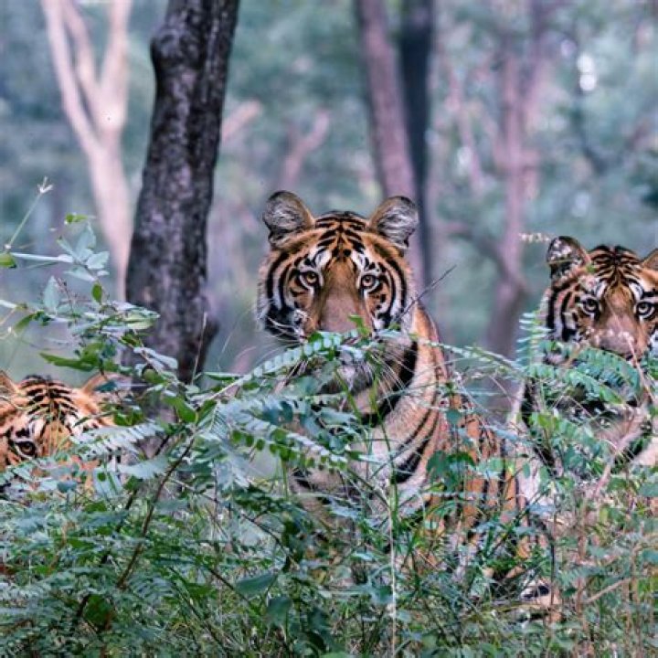 Which zone is best for Tiger sighting in Bandhavgarh?
