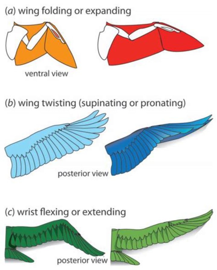 Who did develop concept of flapping wings?
