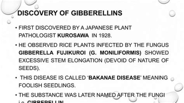 Who found Gibberella fujikuroi?