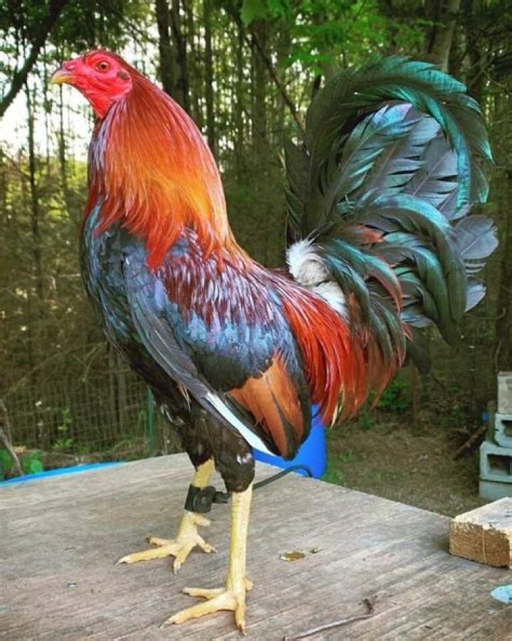 Who is the best gamefowl breeder in the Philippines?