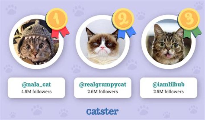Who is the most popular cat Youtuber?