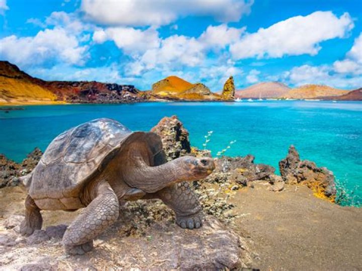 Who owns the Galapagos?