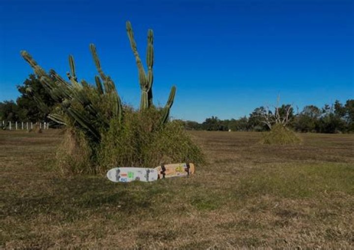 Who owns the Observer